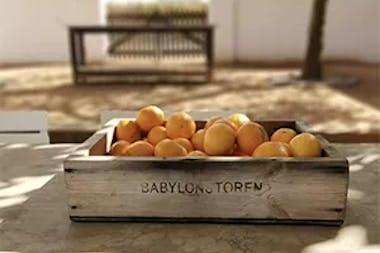 Box of lemons at Babylonstoren