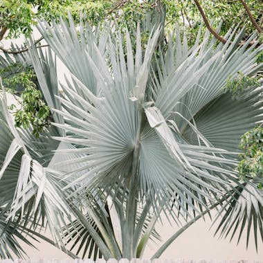 Bismarck palm at Botanica Cayman